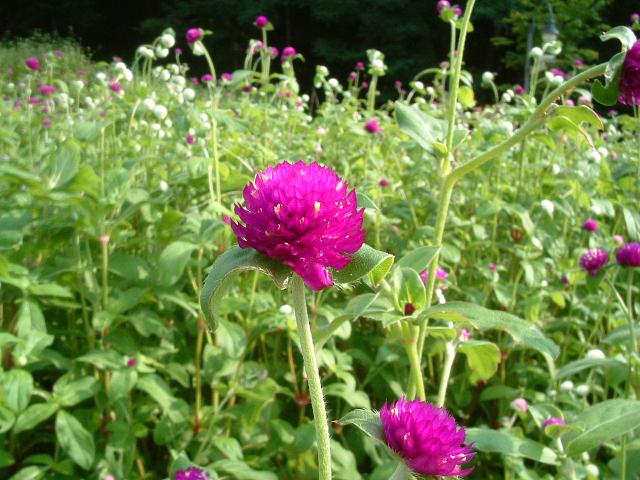 楽天ガーデニングここ一番!!