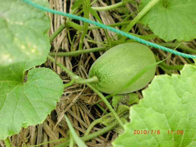 網干メロン まつんこの野菜づくり大好き 楽天ブログ