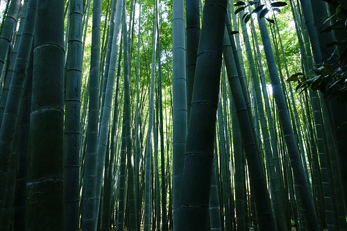 Bamboo3.jpg