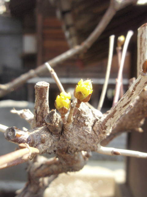 080311sinjyoujinjya05_4.jpg