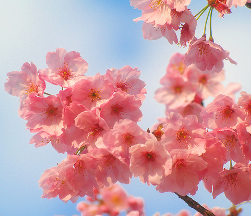 桜7.jpg
