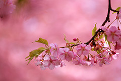桜5.jpg