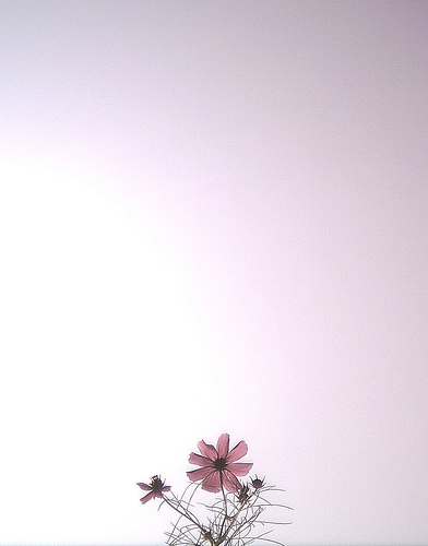 64703862_527d720b9f.jpg