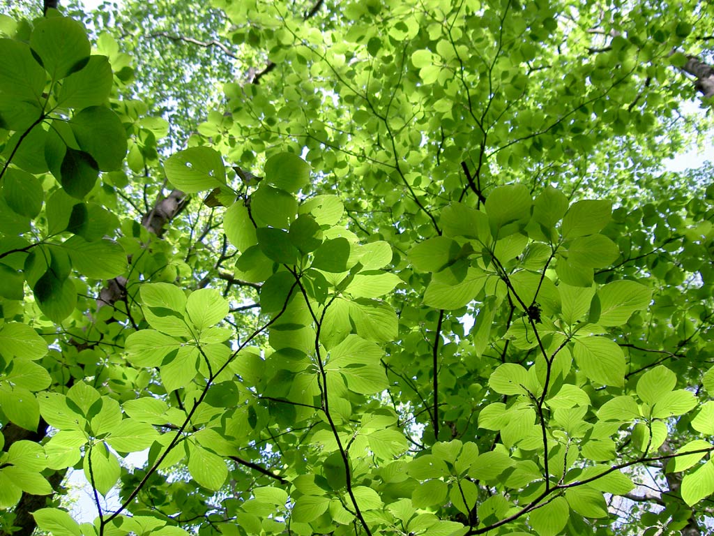 Green7.jpg