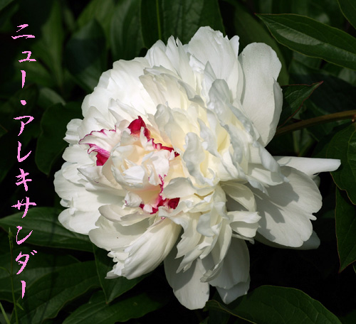 どーんと、芍薬 | kororin日記 - 楽天ブログ