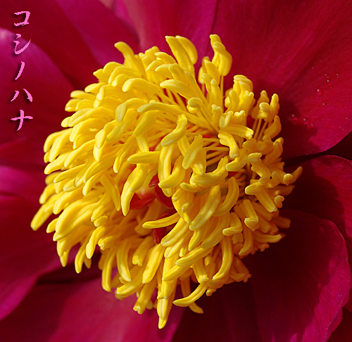 どーんと、芍薬 | kororin日記 - 楽天ブログ