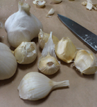 Garlic-01