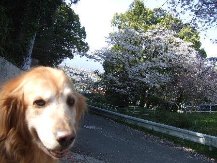 桜3.JPG