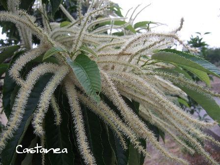 Castanea1.JPG