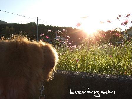 Evening sun.JPG