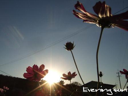 Evening sun1.JPG