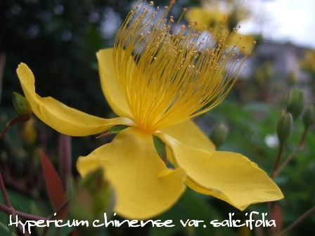 Hypericum chinense var. salicifolia.JPG
