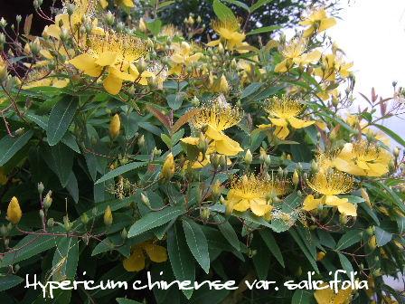 Hypericum chinense var. salicifolia1.JPG