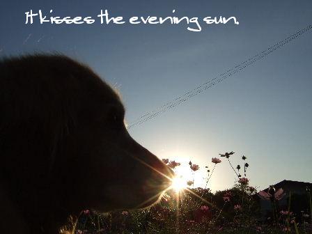 It kisses the evening sun..JPG