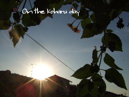 On the Koharu day.JPG