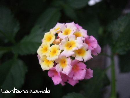 Lantana camala.JPG