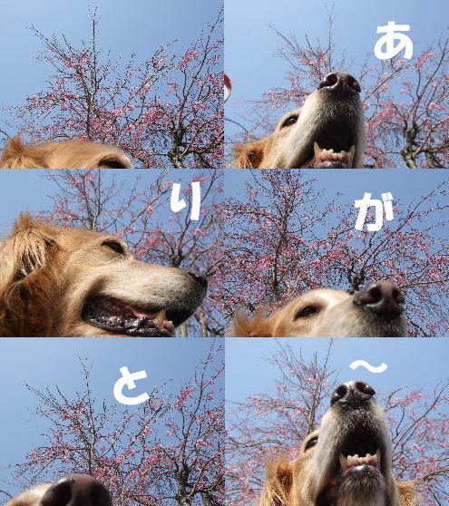 ありがとう.JPG
