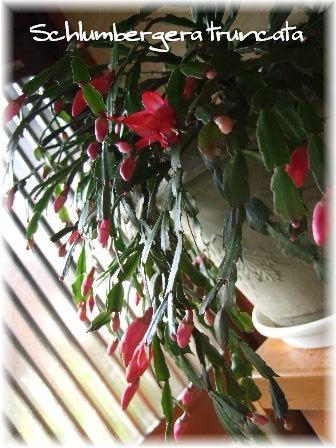 Schlumbergera truncata.JPG