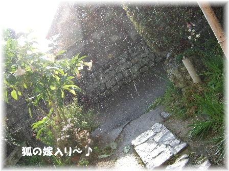 狐の嫁入り.JPG