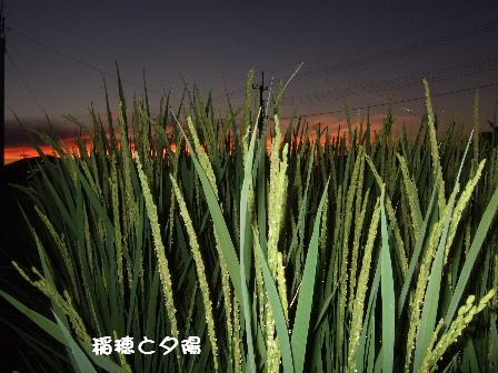 稲穂と夕陽.JPG