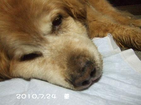 2010.7.24 菫.JPG