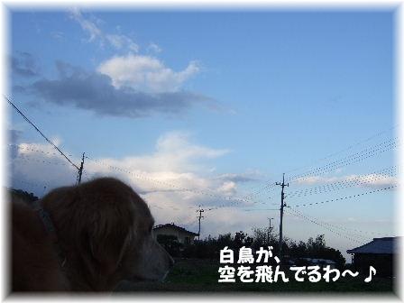 白鳥.JPG