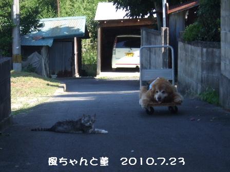 3 2010.7.23 菫.JPG