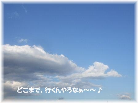 白鳥1.JPG