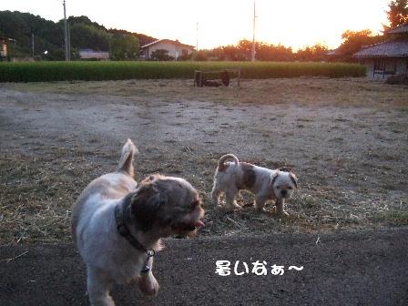 暑いなぁ~.JPG