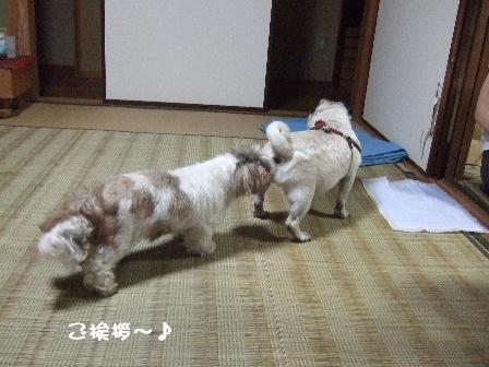 ご挨拶~♪.JPG