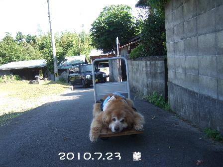 4 2010.7.23 菫.JPG