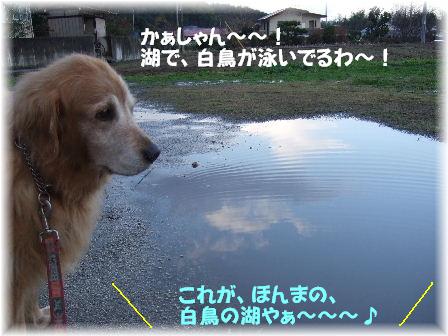 白鳥の湖.JPG