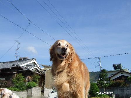 sumire6.JPG