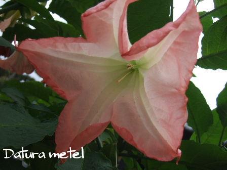 Datura metel.JPG