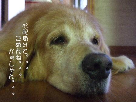 ごめんね。。。.JPG