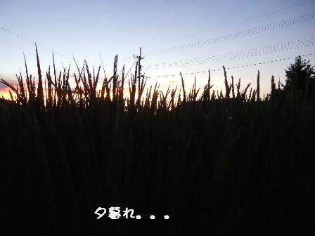 夕暮れ.JPG