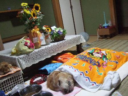 眠ってる。。。ようだよ。。。.JPG
