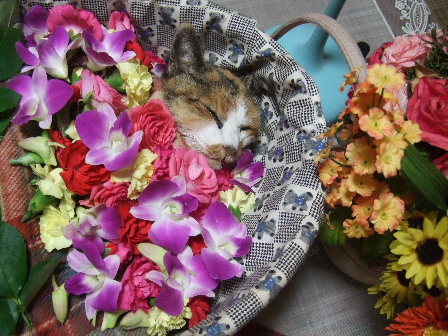 2011.1.24華ちゃん.JPG