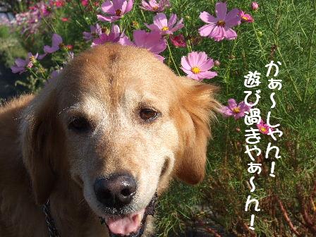 すみれ.JPG