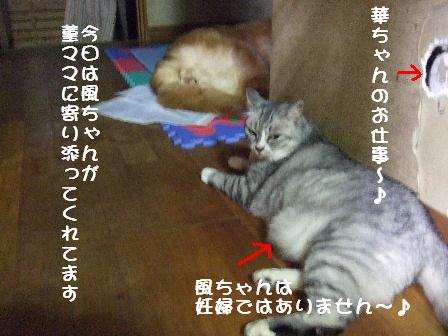 風ちゃんと菫2010.7.26.JPG