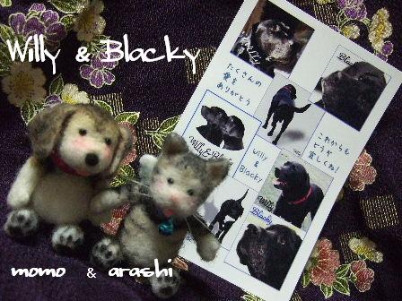 Willy Blacky.JPG