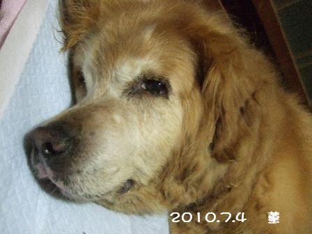 2010.7.4 菫.JPG