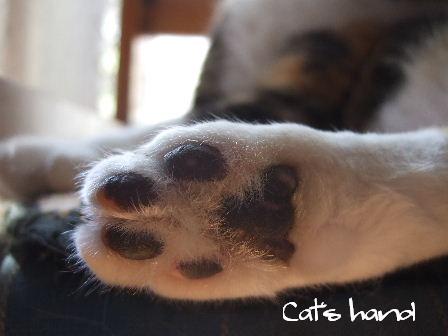 Cat's hand.JPG