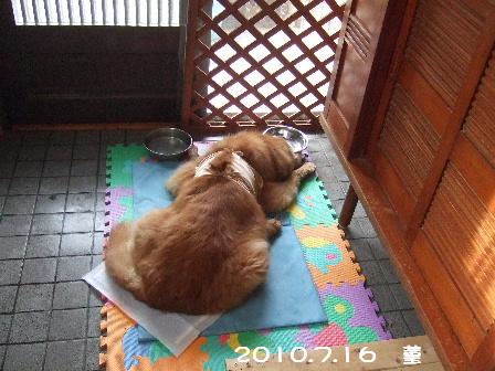2010.7.16 菫.JPG