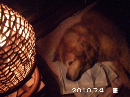 2010.7.4 菫 6.JPG