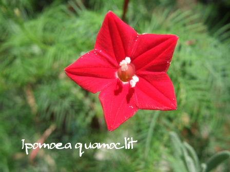 Ipomoea quamoclit.JPG