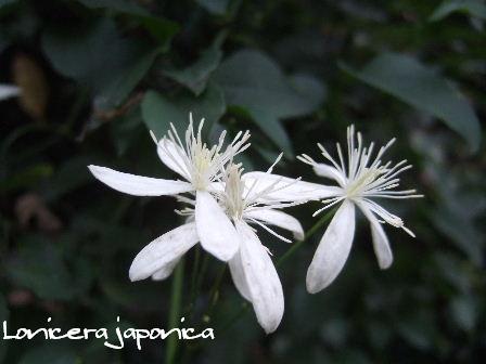 Lonicera japonica.JPG