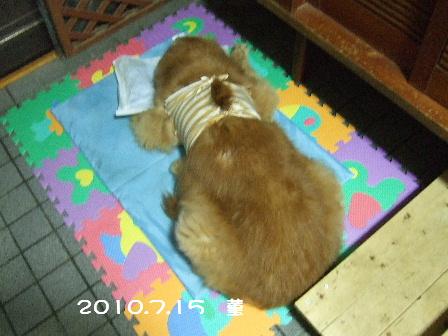 2010.7.15 菫3.JPG