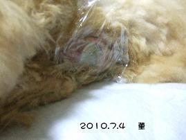 2010.7.4 菫 2.JPG