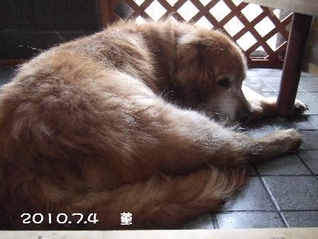 2010.7.4 菫 4.JPG